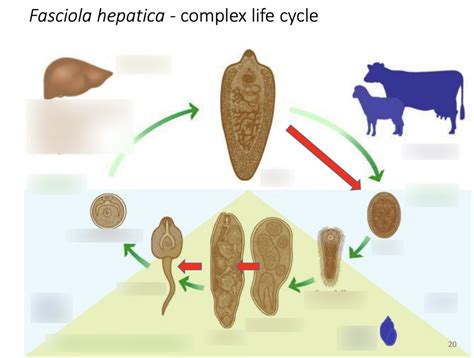 Life Cycle Of Fasciola Hepatica Diagram Quizlet