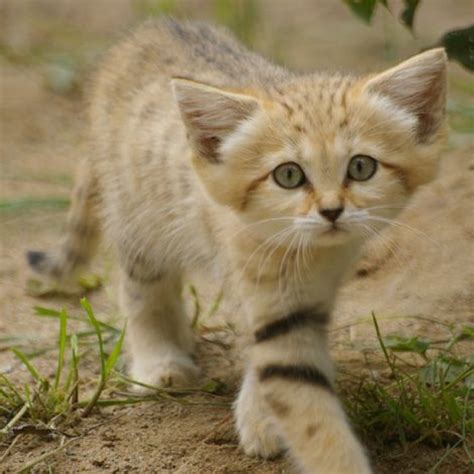 Sand Cats Are Beautiful 4th March 2015