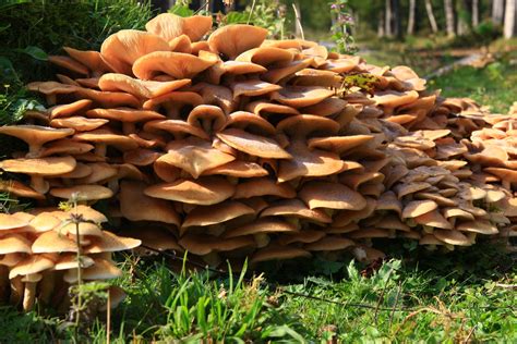Free Images Tree Nature Forest Botany Fungus Fungi Mushrooms
