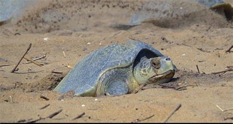 Miles de tortugas invaden playas vacías de la India para anidar