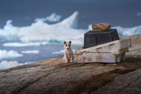 Little Sled Dog During My Time Staying In Iulissat I Started To Know