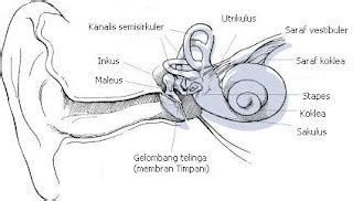 I Love Biology Alat Indra Telinga