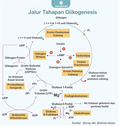 Proses Dan Tahapan Siklus Krebs Siswapedia Vrogue Co