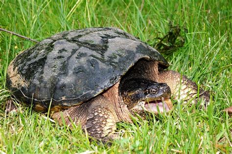 10 Turtles That Are Found In Florida The Common Types