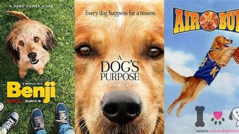 Top 10 Razas De Perros De Cine Para Fans Caninos