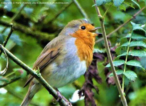 Robin Red Breast Singing And Chirping Picture Canvas Wall Art In Colour