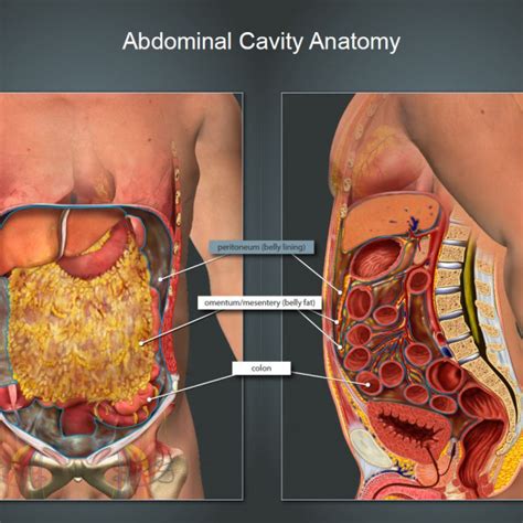 Check spelling or type a new query. Omentum - Abdominal Cavity Anatomy - TrialExhibits Inc.