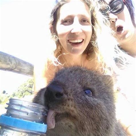 But a recent warning posted by instagram on a popular hashtag has the move followed research by national geographic magazine and the animal welfare organisation world animal protection about animal. From "Quokka Selfies " story by peoplemag on Storify ...