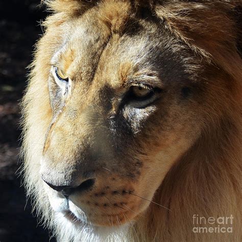 King Of The Jungle Majestic Lion Head Face Eyes Square Macro Photograph