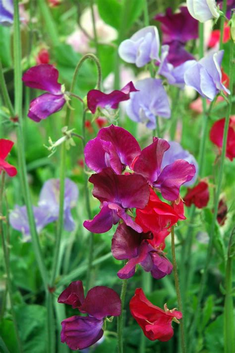 11 Pretty Purple Flowers To Plant In Your Garden Sweet