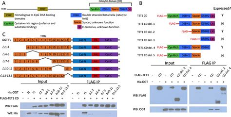 Ogt Binds A Conserved C Terminal Domain Of Tet1 To Regulate Tet1