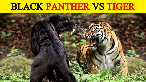 Tiger Vs Black Panther कौन किस पर पड़ेगा भारी Tiger Vs Black