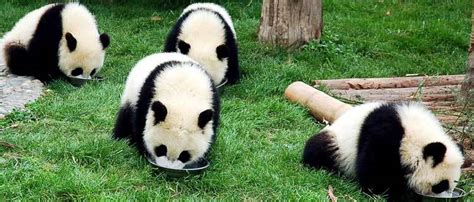 Giant Pandas Life Cycle From Baby To Maturity