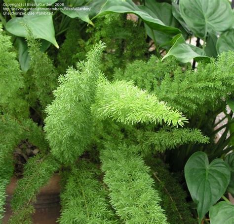 Asparagus densiflorus 'myers' (sometimes sold as a. Foxtail Fern 'Meyersii' (Asparagus densiflorus) | Garden ...