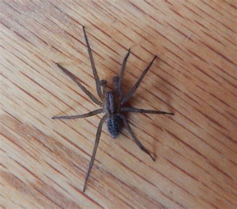 Us Venomous Spiders Black Widow Brown Recluse And Hobo 2022