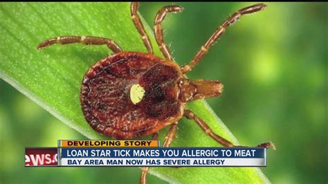 Lone Star Tick Can Make You Allergic To Meat Youtube