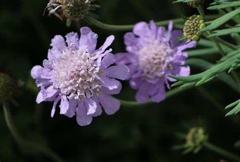 Pale Periwinkle Purple Pincushion Flower Photograph By Colleen