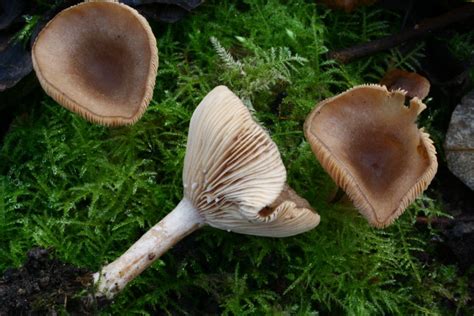 Lactarius glyciosmus - identifier-les-champignons.com