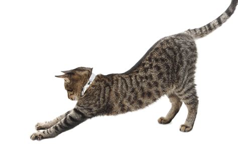 How Do Cats Stretch Howdozc
