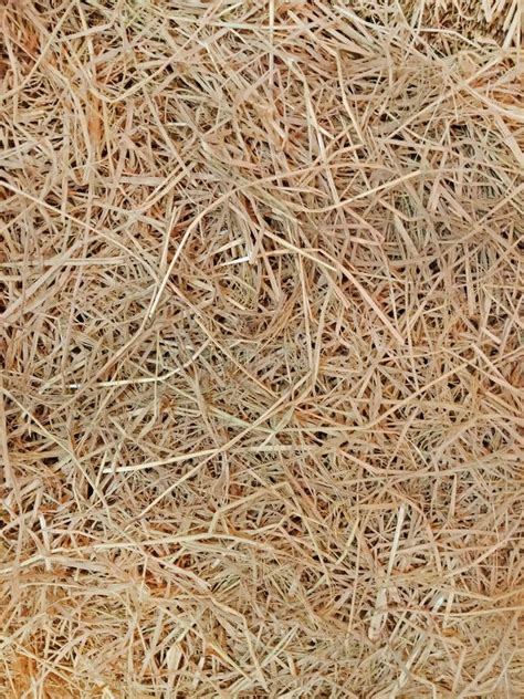 Yellow Grass Dry Straw Texture And Background Stock Photo Image Of