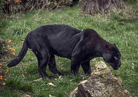 Black Leopard Vs Black Jaguar Size Weight Ecological Comparison
