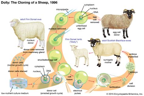 Synthetic Biology Matrix Dolly The Sheep And Bacteria Of The Future