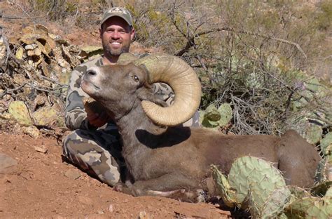 New Mexico Bighorn And Barbary Sheep New Mexico Big Game Hunting New