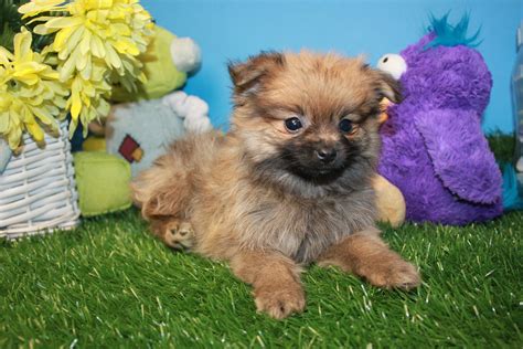 Pomeranian Puppies For Sale Long Island Puppies