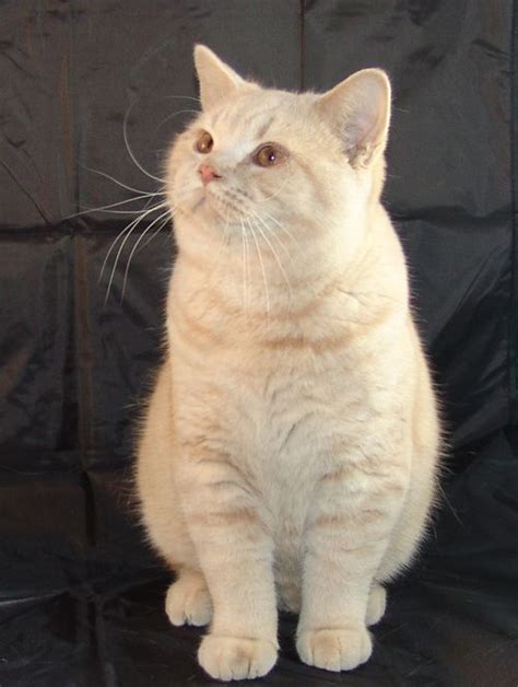 Claude British Shorthair Cat At 9 Months Best Pic Of The Day Fat Cats