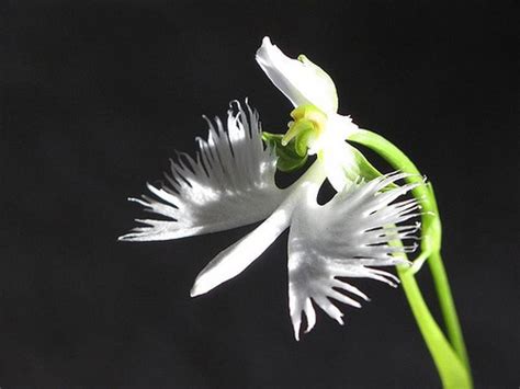 White Egret Orchid Flower
