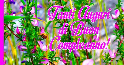 Buon compleanno i veri amici sono come le stelle fiori. Immagini Buon Compleanno Fiori Di Campo - CUPPAIPRECPI