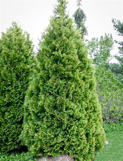 American Arborvitae For Sale The Tree Center