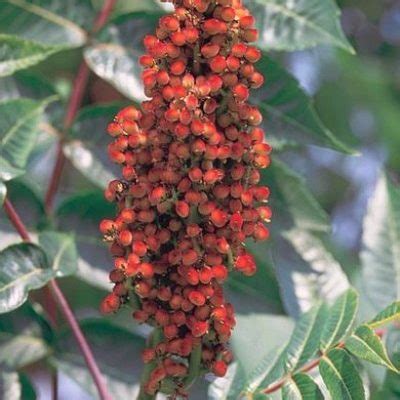 Rhus trilobata is a three leaved sumac native from new mexico to canada. Creeping Three-leaf Sumac (Rhus trilobata 'Autumn Amber')