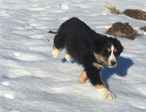Previous pups are all standard size. Reg. Australian Shepherd Puppies for Sale in Adair Village ...