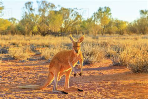 Side View Of Red Kangaroo Macropus Rufus Standing On The Red Sand Of
