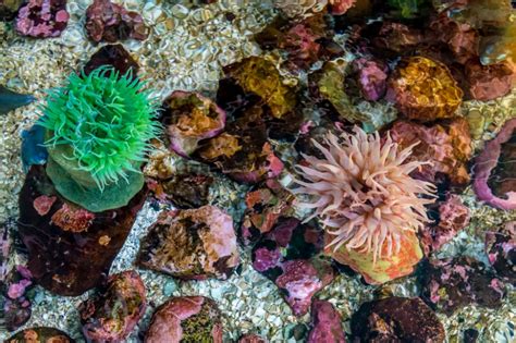 Some Of The Best Places To Go Tide Pooling Are Here In San Diego North