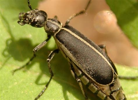 6 Beetle Type Bugs In Bug Biological Science Picture Directory