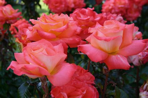 Summer Rose Care Tips 1000s In Bloom At Heirloom Roses