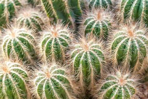 Cactus Cómo Son Características Adaptaciones Y Ejemplos Naturaleza