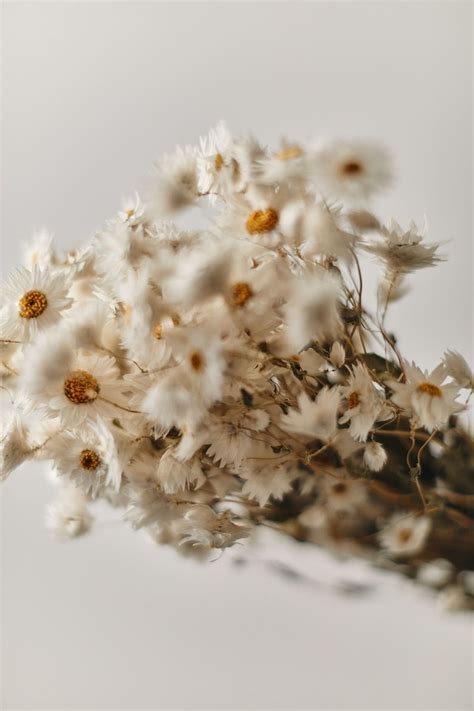 Dried White Daisies Dried Rodanthe Natural Rustic Home Etsy
