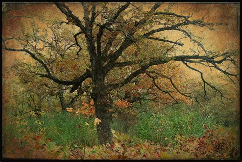 Halloween Tree 2 Photograph By Scott Kingery Fine Art America