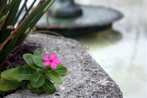We consider our grounds to be a beautiful place to celebrate life. Picture Our World: Pink Flower in Saint Augustine
