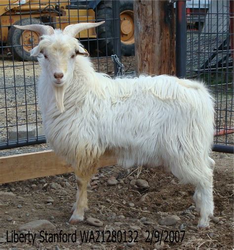 Liberty Farm Cashmere Goats Past And Present Bucks