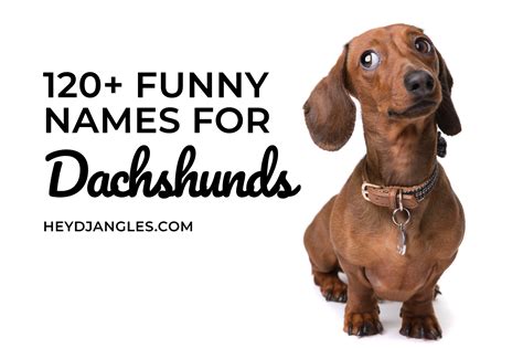 120 Funny Names For Dachshunds Hey Djangles
