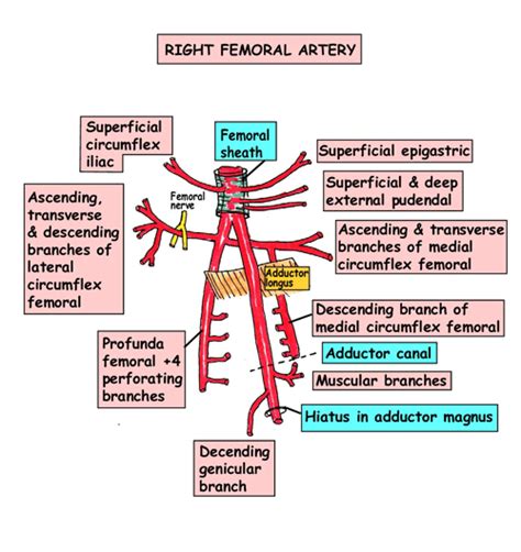 Femoral Artery Anatomy Pictures