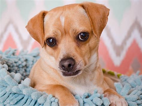 Lucky Puppy Of The Week Milo The Jack Russell Terrier Mix