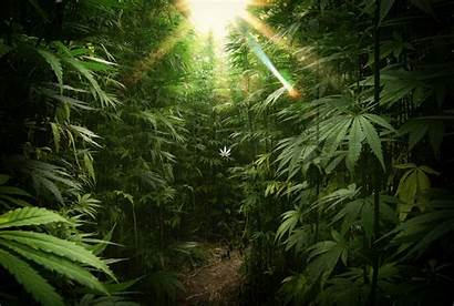 Weed Backgrounds Marijuana Wallpapers