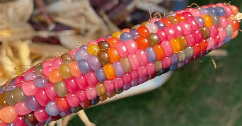 You Can Grow Rainbow Colored Corn And It Is Something I Didnt Know I
