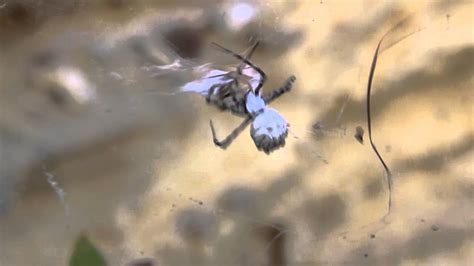 Spider Eats Praying Mantis Youtube