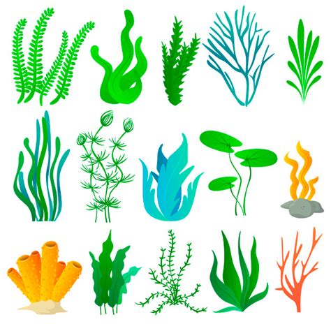 Premium Vector Sea Plants And Aquarium Seaweed Set Sea Plants Sea
